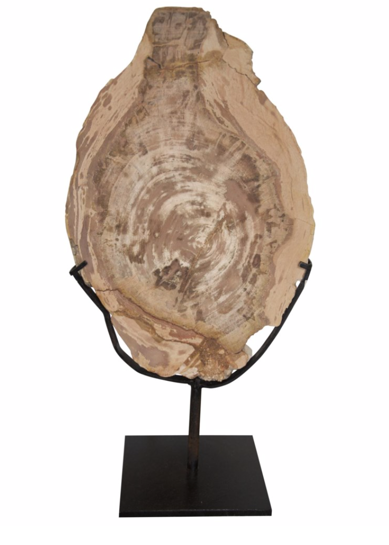 Wood Fossil with Stand, 12"