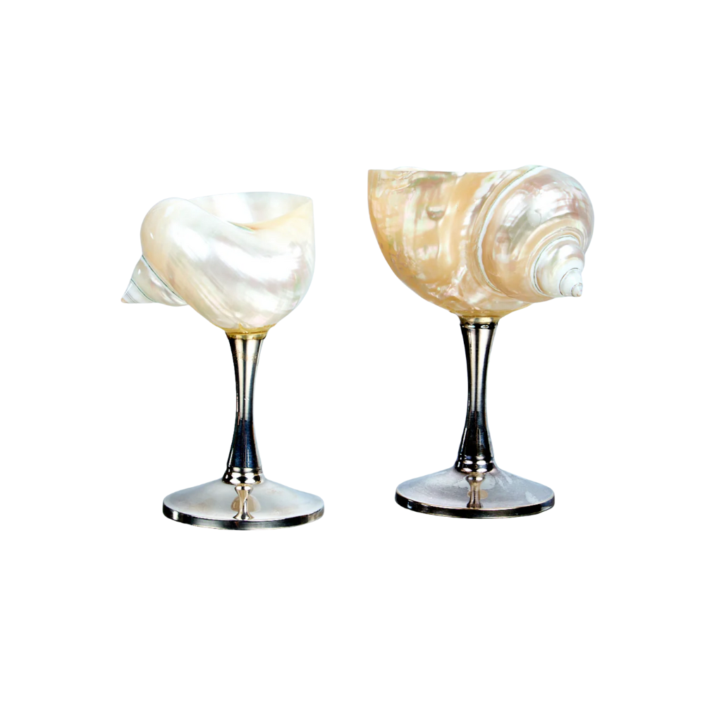 Coastal Polished Novelty Decorative Shell with Seashells